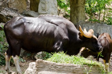 Hayvanat bahçesinde ot yiyorum.