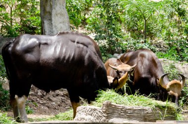Hayvanat bahçesinde ot yiyorum.
