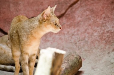 vahşi kedi hayvanat bahçesinde yaşıyor.