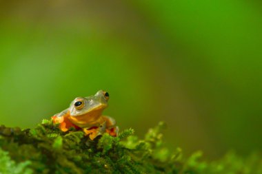 moss üzerinde sarı kurbağa