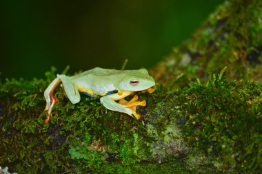 moss üzerinde sarı kurbağa