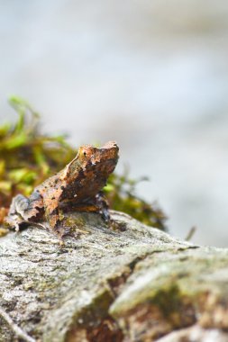 yosun üzerinde kahverengi kurbağa