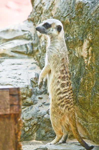 Meerkats Sitting Rock — Stock Photo, Image