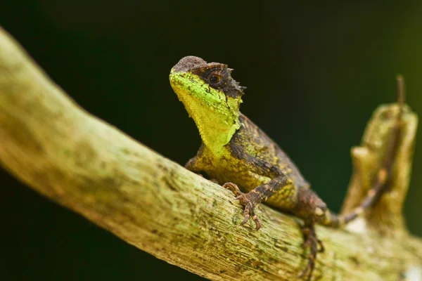 Lagarto Espinoso Verde Sentado Árbol — Foto de Stock