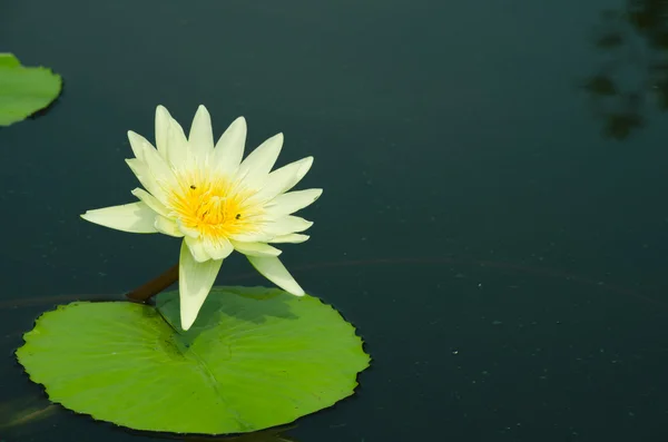 Rosa Belo Lótus Flor — Fotografia de Stock