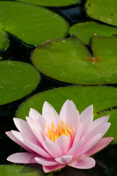 Rosa Belo Lótus Flor — Fotografia de Stock