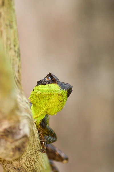 Lagarto Espinoso Verde Sentado Árbol — Foto de Stock