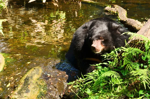 Asyalı siyah ayı havuzda