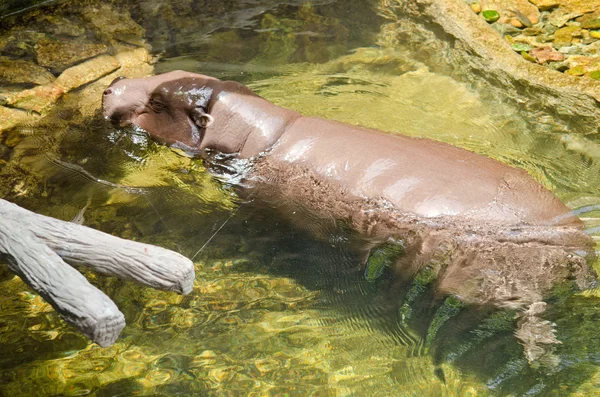 Nilpferd Schwimmt Pool — Stockfoto