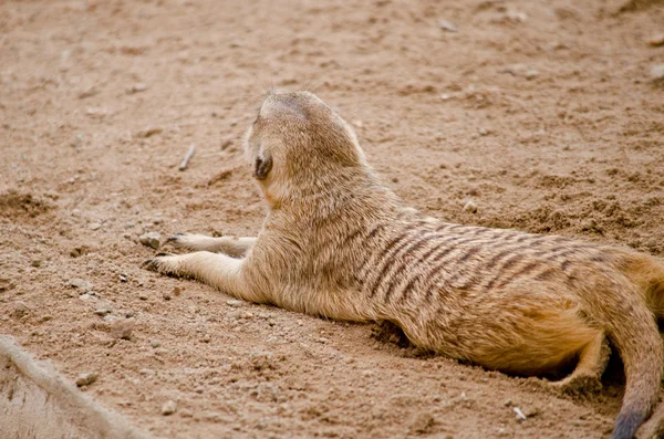 Más Meerkest Viven Zoológico — Foto de Stock