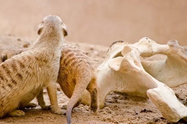 Más Meerkest Viven Zoológico — Foto de Stock