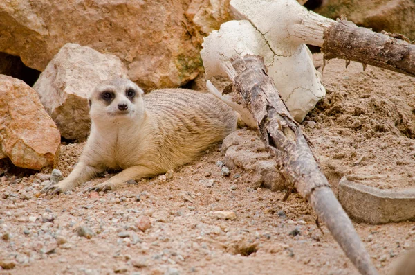 Mais Meerkest Viver Zoológico — Fotografia de Stock