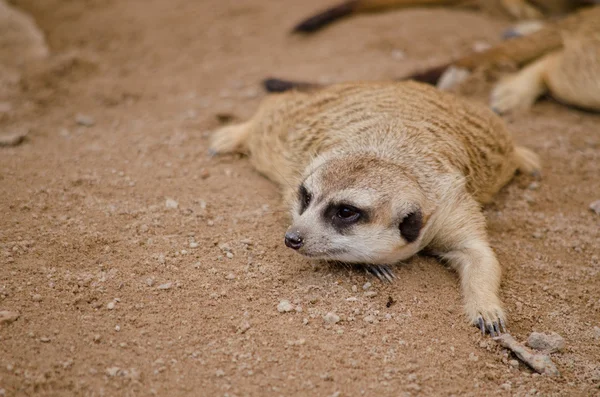 Mais Meerkest Viver Zoológico — Fotografia de Stock