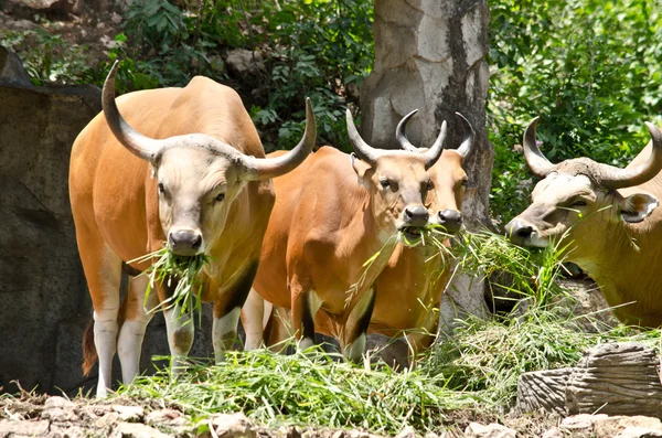 Banteng Comer Alguma Grama — Fotografia de Stock