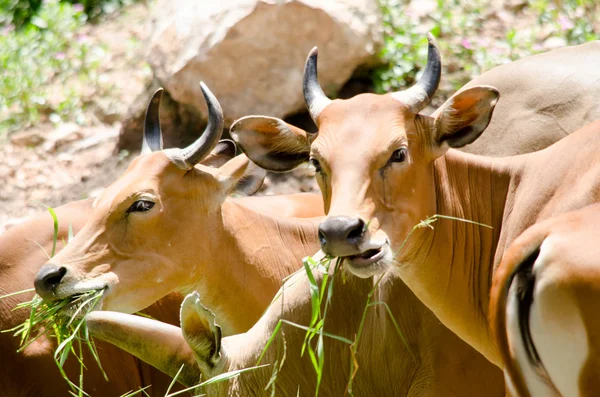 Banteng in thailand — Stock Photo, Image