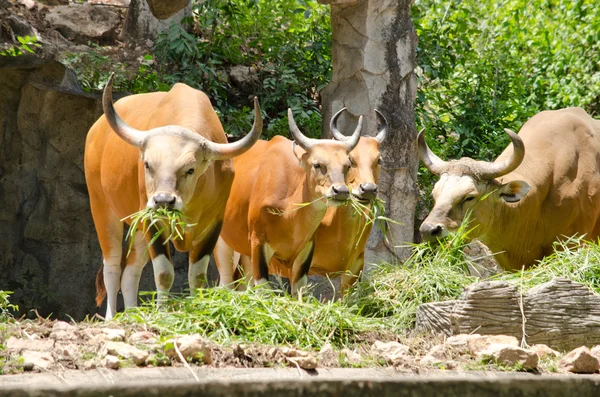 Banteng Eatting Som Grass — Stock Photo, Image