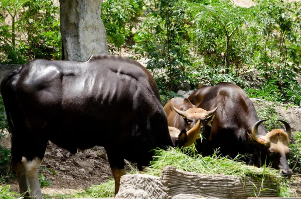 Guar Eatting Some Grass Zoo — Stock Photo, Image