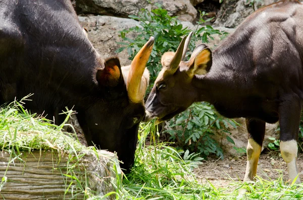 Hayvanat bahçesinde ot yiyorum.
