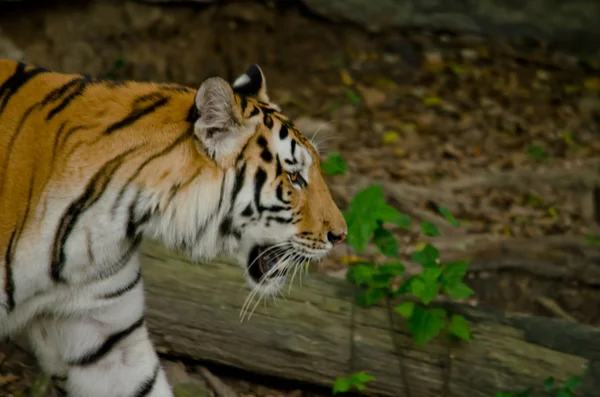 Panthera Tigris Corbetti Thailand — Stockfoto