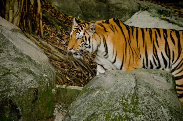 Panthera Tigris Corbetti Thailand — Stock Photo, Image