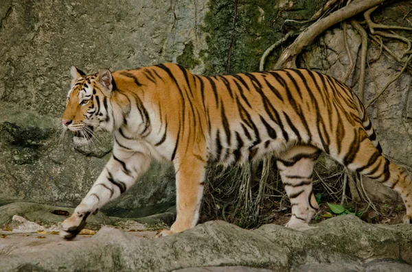 Panthera Tigris Corbetti Tailândia — Fotografia de Stock
