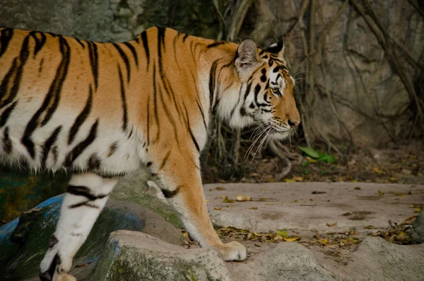 panthera tigris corbetti Tayland 'da