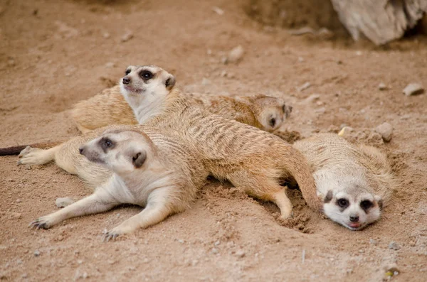 Meerkest住在动物园里 — 图库照片