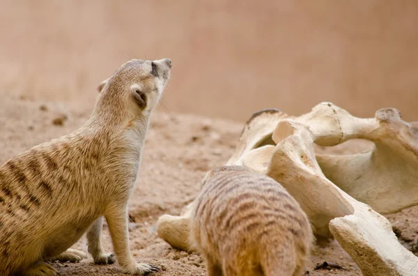 Mais Meerkest Viver Zoológico — Fotografia de Stock