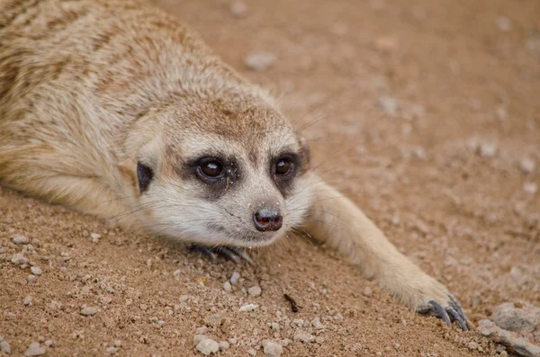 Más Meerkest Viven Zoológico —  Fotos de Stock