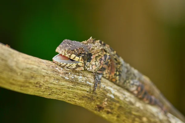 Lagarto Mayor Sentado Árbol —  Fotos de Stock