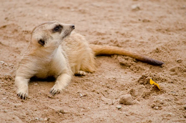 Mais Meerkest Viver Zoológico — Fotografia de Stock