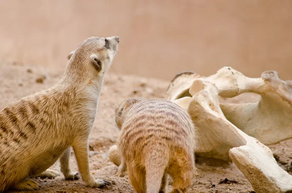 Más Meerkest Viven Zoológico — Foto de Stock