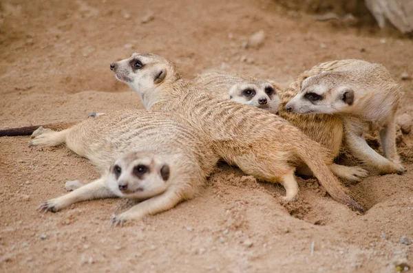 Más Meerkest Viven Zoológico —  Fotos de Stock