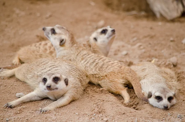 Más Meerkest Viven Zoológico —  Fotos de Stock