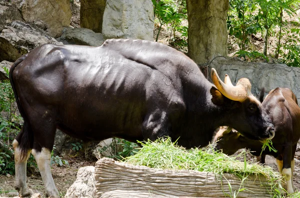 Hayvanat bahçesinde ot yiyorum.