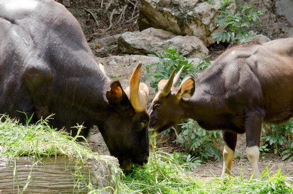 Guar Comiendo Poco Hierba Zoológico — Foto de Stock