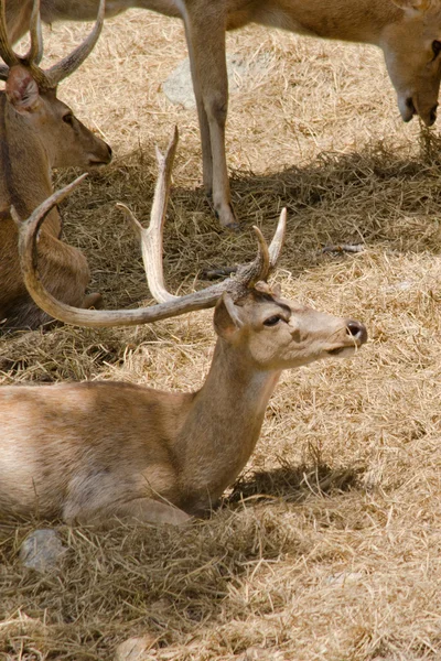 Ciervos Con Cuernos Frente Viven Zoológico — Foto de Stock