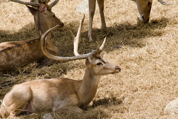 Ciervos Con Cuernos Frente Viven Zoológico — Foto de Stock