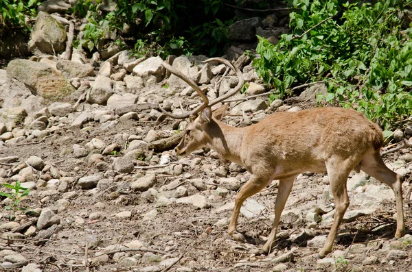 Kaşlı geyik hayvanat bahçesinde yaşar.