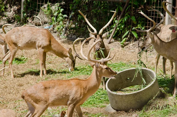 Ciervos Con Cuernos Frente Viven Zoológico — Foto de Stock