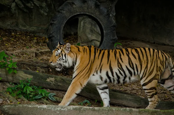 Panthera Tigris Corbetti Tajlandii — Zdjęcie stockowe