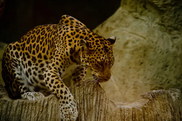 Леопард Живет Зоопарке — стоковое фото