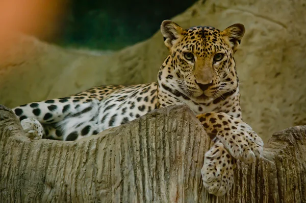 Λεοπάρδαλη Ζουν Στο Ζωολογικό Κήπο — Φωτογραφία Αρχείου