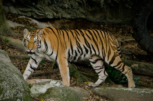 Panthera Tigris Corbetti Tajlandii — Zdjęcie stockowe