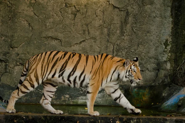 Panthera Tigris Corbetti Thailand — Stockfoto