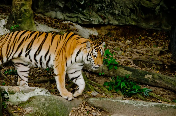 泰国的黑豹 Panthera Tigris Corbetti — 图库照片