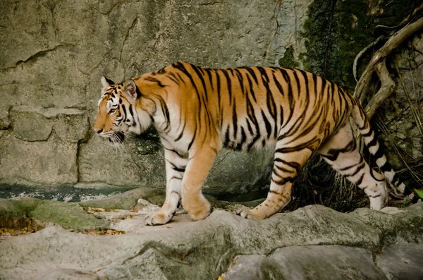 Panthera Tigris Corbetti Tailândia — Fotografia de Stock