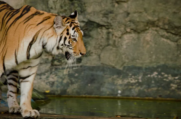 泰国的黑豹 Panthera Tigris Corbetti — 图库照片
