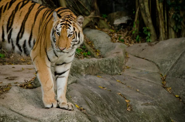 Panthera Tigris Corbetti Tajlandii — Zdjęcie stockowe