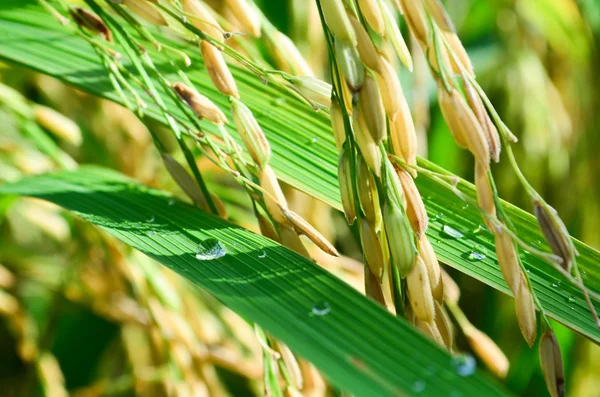 tayland yakın çekim pirinç tarlası